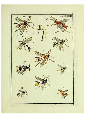 Reproducción/Reproduction 23766059798: Naturgeschichte, Klassification und Nomenclatur der Insekten vom Bienen, Wespen und Ameisengeschlecht :. Frankfurt am Main :in der Hermannischen Buchhandlung,1791.. 