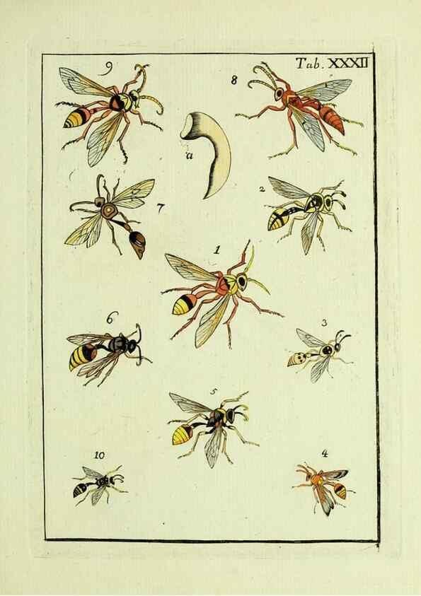 Reproducción/Reproduction 23766059798: Naturgeschichte, Klassification und Nomenclatur der Insekten vom Bienen, Wespen und Ameisengeschlecht :. Frankfurt am Main :in der Hermannischen Buchhandlung,1791.. 