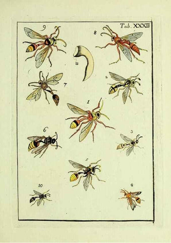 Reproducción/Reproduction 23766059798: Naturgeschichte, Klassification und Nomenclatur der Insekten vom Bienen, Wespen und Ameisengeschlecht :. Frankfurt am Main :in der Hermannischen Buchhandlung,1791.. 