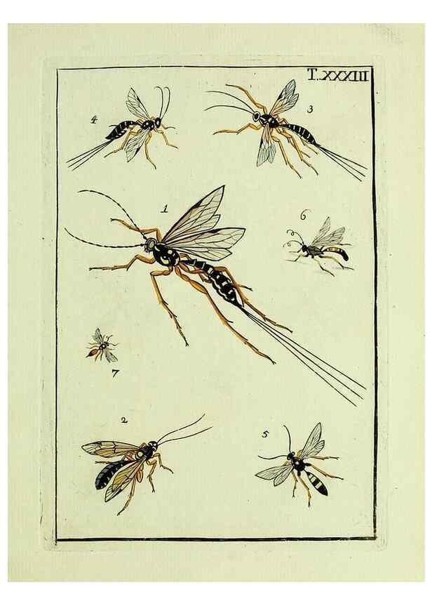 Reproducción/Reproduction 23766061158: Naturgeschichte, Klassification und Nomenclatur der Insekten vom Bienen, Wespen und Ameisengeschlecht :. Frankfurt am Main :in der Hermannischen Buchhandlung,1791.. 