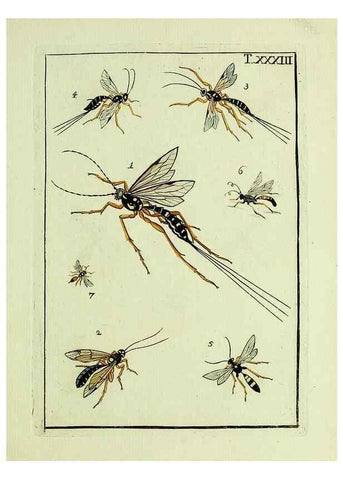 Reproducción/Reproduction 23766061158: Naturgeschichte, Klassification und Nomenclatur der Insekten vom Bienen, Wespen und Ameisengeschlecht :. Frankfurt am Main :in der Hermannischen Buchhandlung,1791.. 