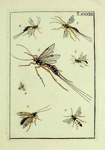 Reproducción/Reproduction 23766061158: Naturgeschichte, Klassification und Nomenclatur der Insekten vom Bienen, Wespen und Ameisengeschlecht :. Frankfurt am Main :in der Hermannischen Buchhandlung,1791.. 