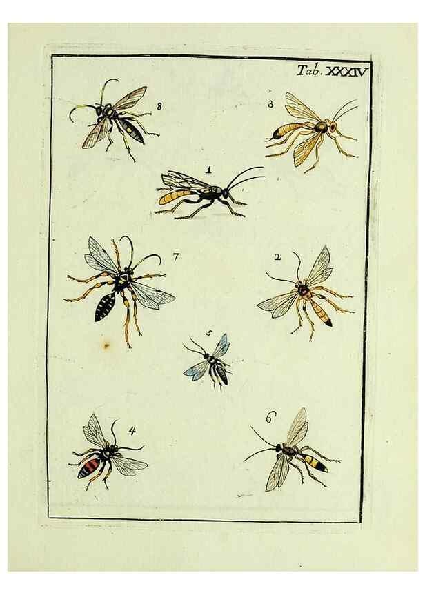 Reproducción/Reproduction 37570423326: Naturgeschichte, Klassification und Nomenclatur der Insekten vom Bienen, Wespen und Ameisengeschlecht :. Frankfurt am Main :in der Hermannischen Buchhandlung,1791.. 