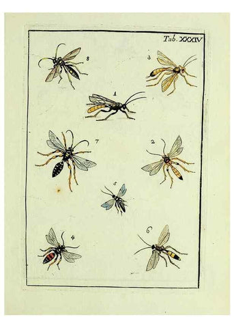 Reproducción/Reproduction 37570423326: Naturgeschichte, Klassification und Nomenclatur der Insekten vom Bienen, Wespen und Ameisengeschlecht :. Frankfurt am Main :in der Hermannischen Buchhandlung,1791.. 