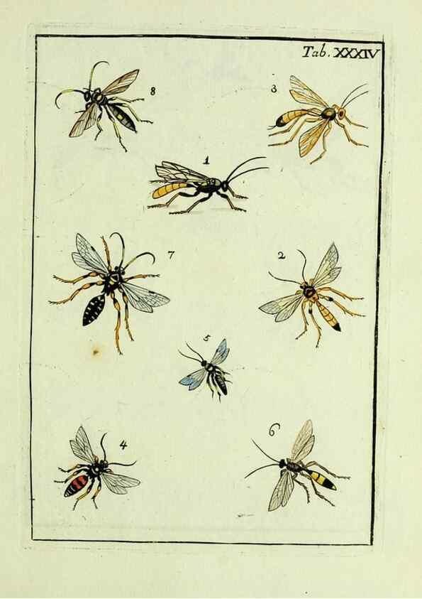 Reproducción/Reproduction 37570423326: Naturgeschichte, Klassification und Nomenclatur der Insekten vom Bienen, Wespen und Ameisengeschlecht :. Frankfurt am Main :in der Hermannischen Buchhandlung,1791.. 
