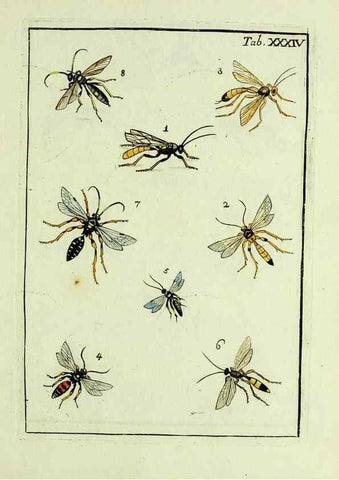 Reproducción/Reproduction 37570423326: Naturgeschichte, Klassification und Nomenclatur der Insekten vom Bienen, Wespen und Ameisengeschlecht :. Frankfurt am Main :in der Hermannischen Buchhandlung,1791.. 