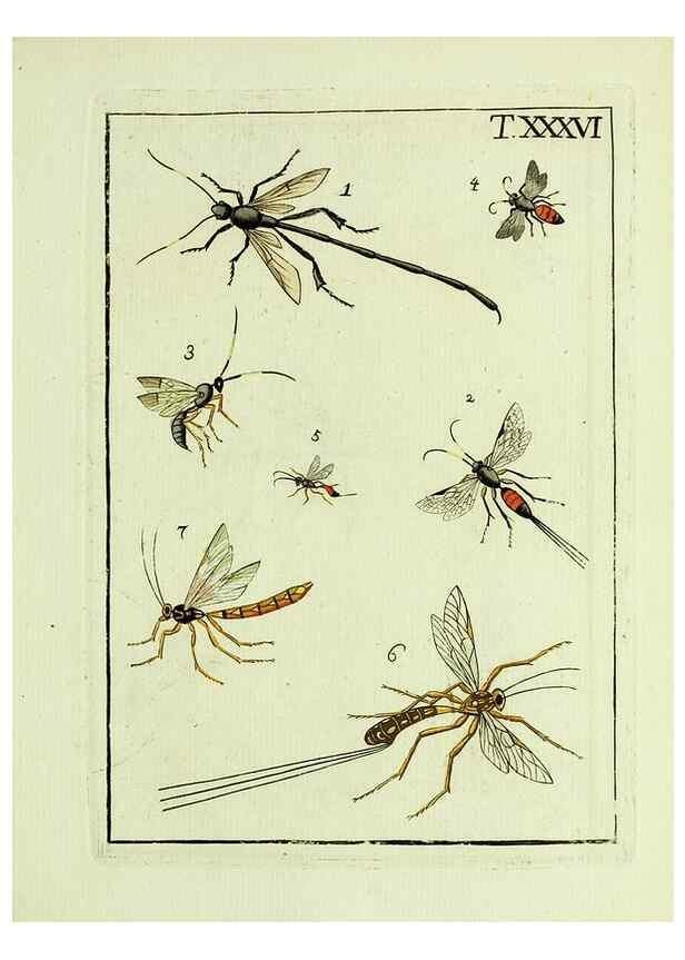 Reproducción/Reproduction 37586874032: Naturgeschichte, Klassification und Nomenclatur der Insekten vom Bienen, Wespen und Ameisengeschlecht :. Frankfurt am Main :in der Hermannischen Buchhandlung,1791.. 
