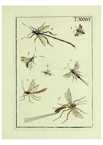 Reproducción/Reproduction 37586874032: Naturgeschichte, Klassification und Nomenclatur der Insekten vom Bienen, Wespen und Ameisengeschlecht :. Frankfurt am Main :in der Hermannischen Buchhandlung,1791.. 