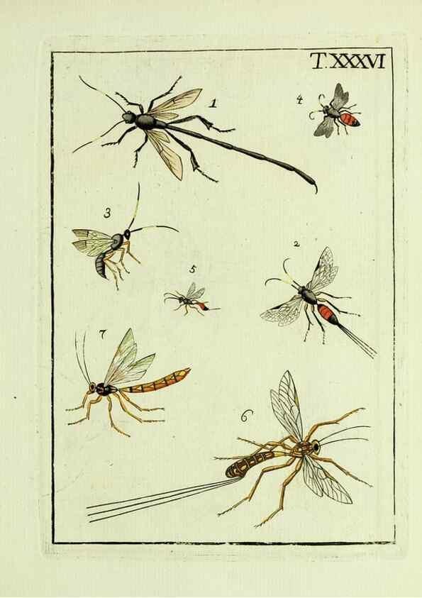 Reproducción/Reproduction 37586874032: Naturgeschichte, Klassification und Nomenclatur der Insekten vom Bienen, Wespen und Ameisengeschlecht :. Frankfurt am Main :in der Hermannischen Buchhandlung,1791.. 