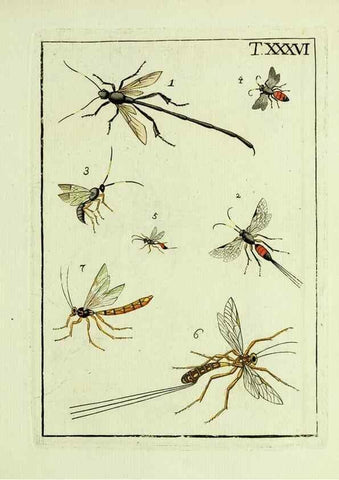 Reproducción/Reproduction 37586874032: Naturgeschichte, Klassification und Nomenclatur der Insekten vom Bienen, Wespen und Ameisengeschlecht :. Frankfurt am Main :in der Hermannischen Buchhandlung,1791.. 