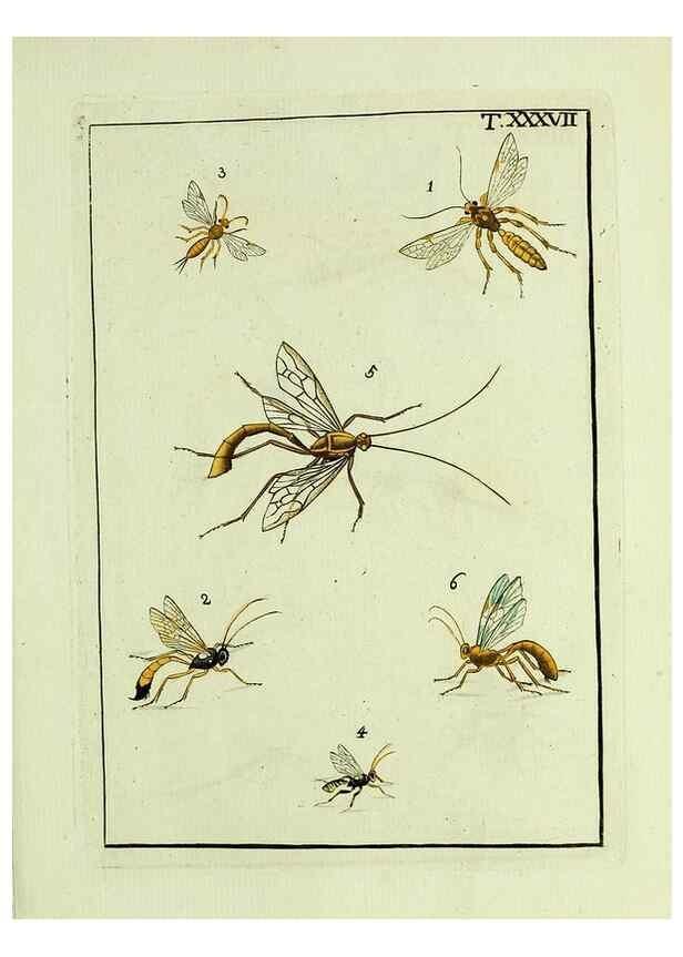 Reproducción/Reproduction 37586876852: Naturgeschichte, Klassification und Nomenclatur der Insekten vom Bienen, Wespen und Ameisengeschlecht :. Frankfurt am Main :in der Hermannischen Buchhandlung,1791.. 
