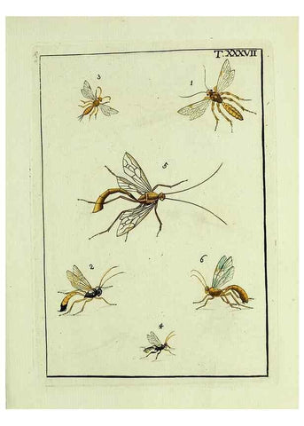 Reproducción/Reproduction 37586876852: Naturgeschichte, Klassification und Nomenclatur der Insekten vom Bienen, Wespen und Ameisengeschlecht :. Frankfurt am Main :in der Hermannischen Buchhandlung,1791.. 
