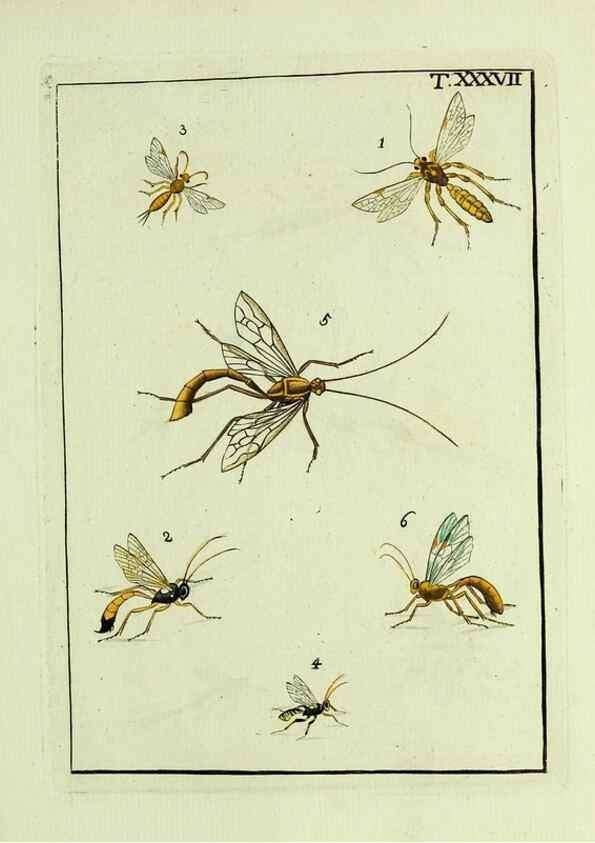 Reproducción/Reproduction 37586876852: Naturgeschichte, Klassification und Nomenclatur der Insekten vom Bienen, Wespen und Ameisengeschlecht :. Frankfurt am Main :in der Hermannischen Buchhandlung,1791.. 