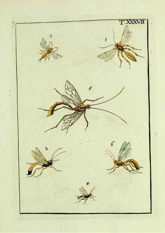Reproducción/Reproduction 37586876852: Naturgeschichte, Klassification und Nomenclatur der Insekten vom Bienen, Wespen und Ameisengeschlecht :. Frankfurt am Main :in der Hermannischen Buchhandlung,1791.. 