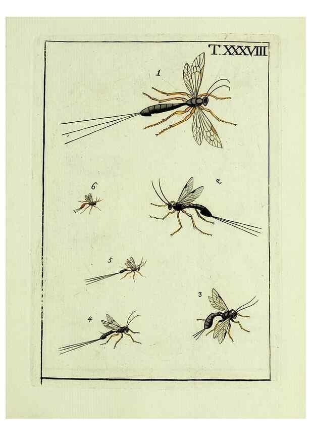 Reproducción/Reproduction 37619197721: Naturgeschichte, Klassification und Nomenclatur der Insekten vom Bienen, Wespen und Ameisengeschlecht :. Frankfurt am Main :in der Hermannischen Buchhandlung,1791.. 