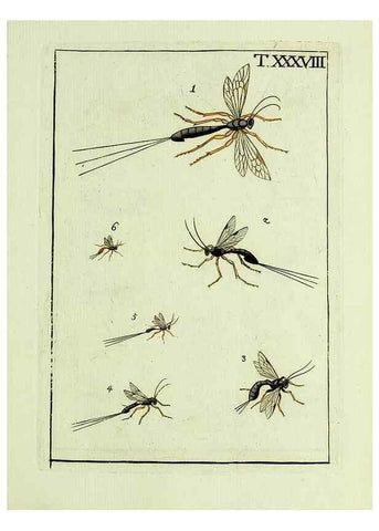 Reproducción/Reproduction 37619197721: Naturgeschichte, Klassification und Nomenclatur der Insekten vom Bienen, Wespen und Ameisengeschlecht :. Frankfurt am Main :in der Hermannischen Buchhandlung,1791.. 