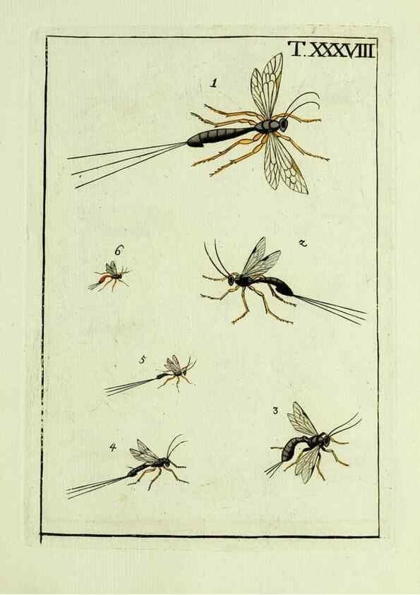 Reproducción/Reproduction 37619197721: Naturgeschichte, Klassification und Nomenclatur der Insekten vom Bienen, Wespen und Ameisengeschlecht :. Frankfurt am Main :in der Hermannischen Buchhandlung,1791.. 