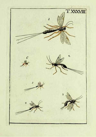Reproducción/Reproduction 37619197721: Naturgeschichte, Klassification und Nomenclatur der Insekten vom Bienen, Wespen und Ameisengeschlecht :. Frankfurt am Main :in der Hermannischen Buchhandlung,1791.. 