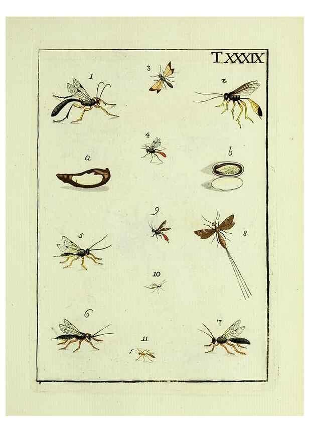 Reproducción/Reproduction 37570431236: Naturgeschichte, Klassification und Nomenclatur der Insekten vom Bienen, Wespen und Ameisengeschlecht :. Frankfurt am Main :in der Hermannischen Buchhandlung,1791.. 