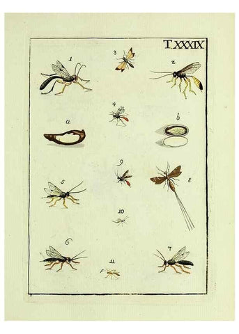 Reproducción/Reproduction 37570431236: Naturgeschichte, Klassification und Nomenclatur der Insekten vom Bienen, Wespen und Ameisengeschlecht :. Frankfurt am Main :in der Hermannischen Buchhandlung,1791.. 