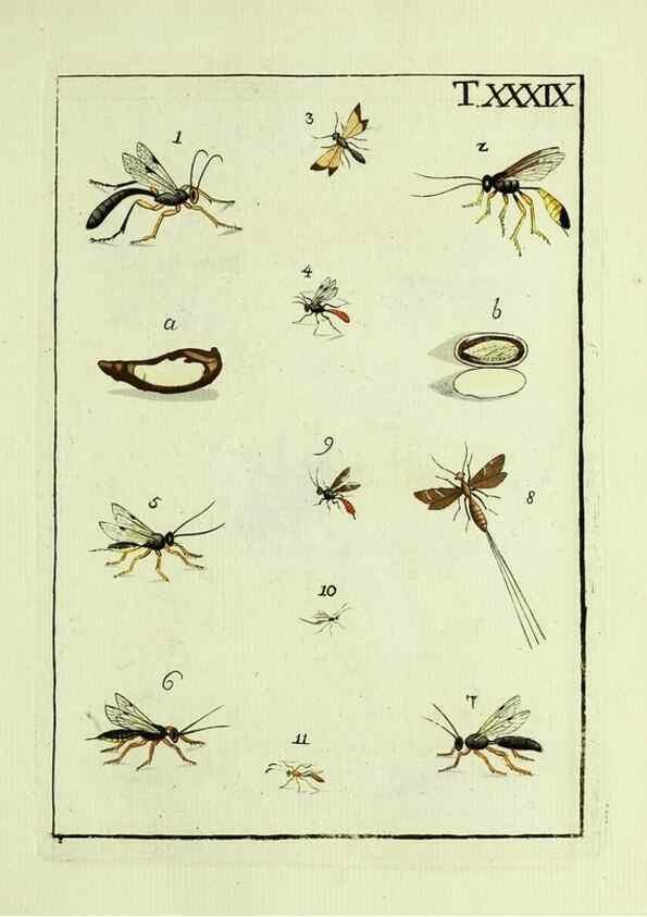 Reproducción/Reproduction 37570431236: Naturgeschichte, Klassification und Nomenclatur der Insekten vom Bienen, Wespen und Ameisengeschlecht :. Frankfurt am Main :in der Hermannischen Buchhandlung,1791.. 