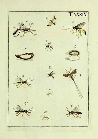 Reproducción/Reproduction 37570431236: Naturgeschichte, Klassification und Nomenclatur der Insekten vom Bienen, Wespen und Ameisengeschlecht :. Frankfurt am Main :in der Hermannischen Buchhandlung,1791.. 