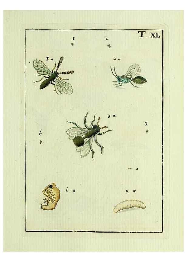 Reproducción/Reproduction 37570432896: Naturgeschichte, Klassification und Nomenclatur der Insekten vom Bienen, Wespen und Ameisengeschlecht :. Frankfurt am Main :in der Hermannischen Buchhandlung,1791.. 