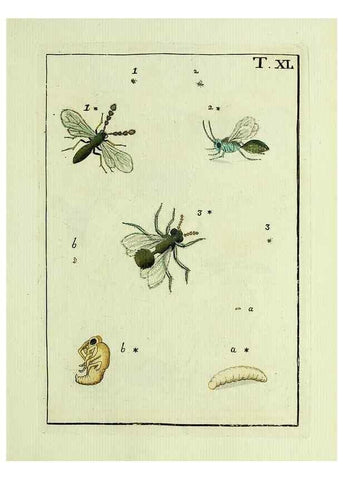 Reproducción/Reproduction 37570432896: Naturgeschichte, Klassification und Nomenclatur der Insekten vom Bienen, Wespen und Ameisengeschlecht :. Frankfurt am Main :in der Hermannischen Buchhandlung,1791.. 