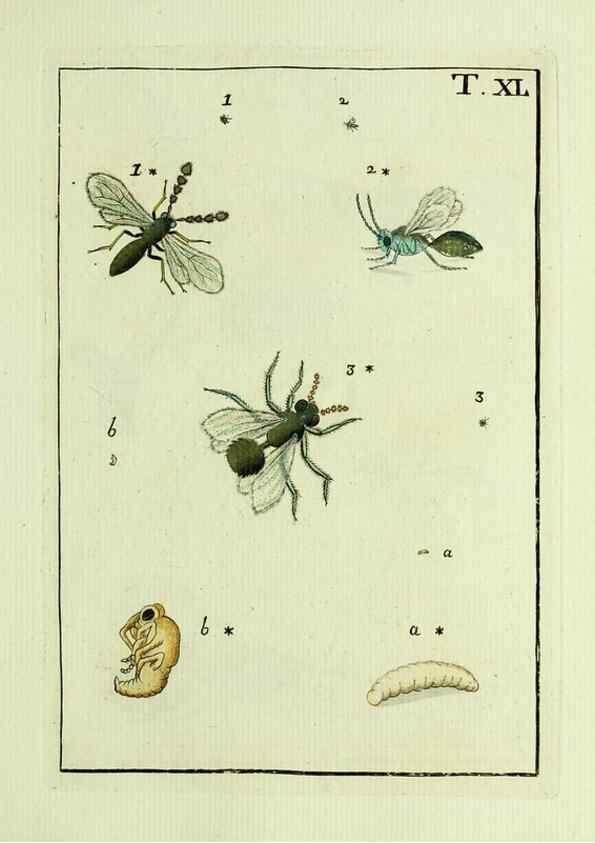 Reproducción/Reproduction 37570432896: Naturgeschichte, Klassification und Nomenclatur der Insekten vom Bienen, Wespen und Ameisengeschlecht :. Frankfurt am Main :in der Hermannischen Buchhandlung,1791.. 