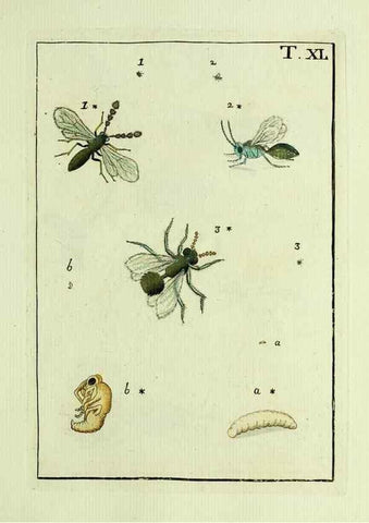 Reproducción/Reproduction 37570432896: Naturgeschichte, Klassification und Nomenclatur der Insekten vom Bienen, Wespen und Ameisengeschlecht :. Frankfurt am Main :in der Hermannischen Buchhandlung,1791.. 