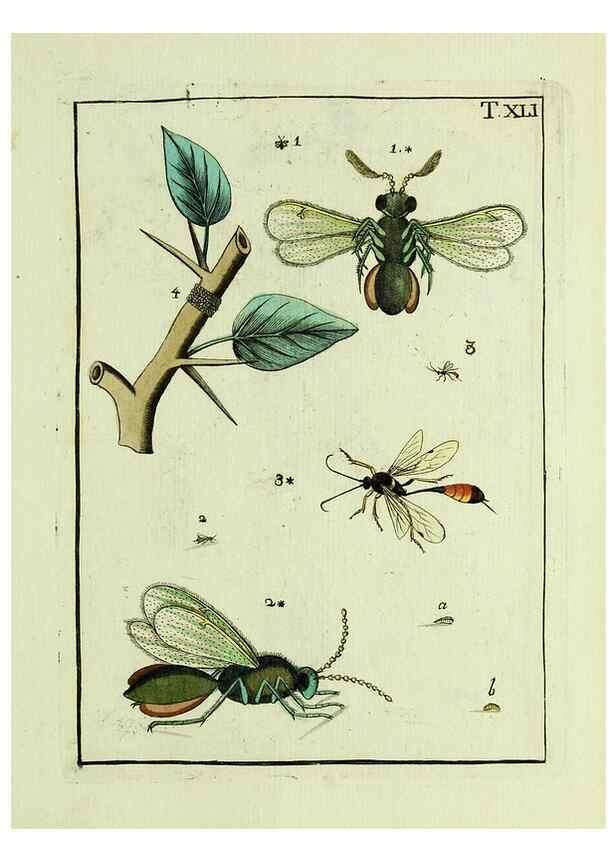 Reproducción/Reproduction 37570434746: Naturgeschichte, Klassification und Nomenclatur der Insekten vom Bienen, Wespen und Ameisengeschlecht :. Frankfurt am Main :in der Hermannischen Buchhandlung,1791.. 