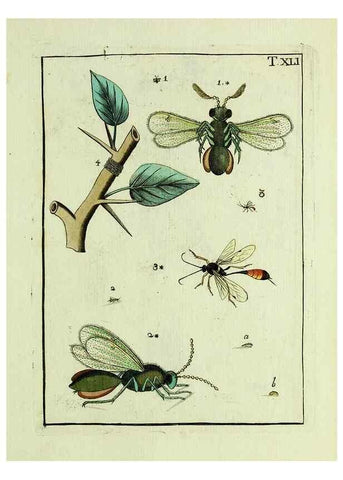 Reproducción/Reproduction 37570434746: Naturgeschichte, Klassification und Nomenclatur der Insekten vom Bienen, Wespen und Ameisengeschlecht :. Frankfurt am Main :in der Hermannischen Buchhandlung,1791.. 