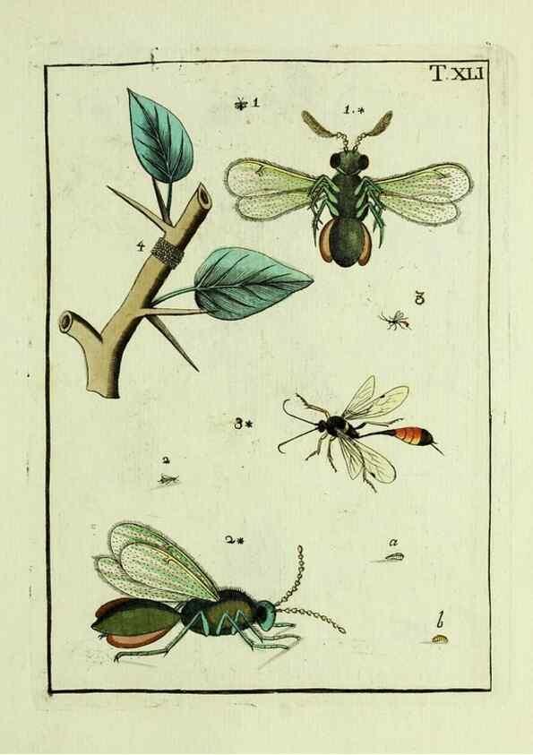 Reproducción/Reproduction 37570434746: Naturgeschichte, Klassification und Nomenclatur der Insekten vom Bienen, Wespen und Ameisengeschlecht :. Frankfurt am Main :in der Hermannischen Buchhandlung,1791.. 