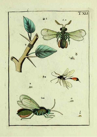 Reproducción/Reproduction 37570434746: Naturgeschichte, Klassification und Nomenclatur der Insekten vom Bienen, Wespen und Ameisengeschlecht :. Frankfurt am Main :in der Hermannischen Buchhandlung,1791.. 