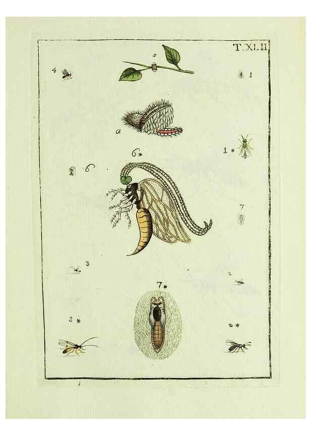 Reproducción/Reproduction 37570436396: Naturgeschichte, Klassification und Nomenclatur der Insekten vom Bienen, Wespen und Ameisengeschlecht :. Frankfurt am Main :in der Hermannischen Buchhandlung,1791.. 