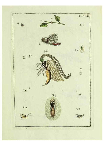 Reproducción/Reproduction 37570436396: Naturgeschichte, Klassification und Nomenclatur der Insekten vom Bienen, Wespen und Ameisengeschlecht :. Frankfurt am Main :in der Hermannischen Buchhandlung,1791.. 