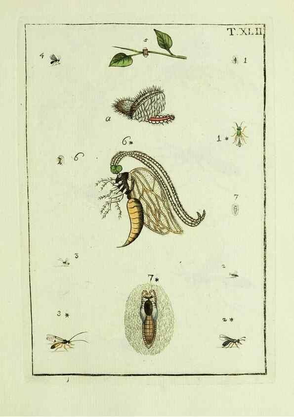Reproducción/Reproduction 37570436396: Naturgeschichte, Klassification und Nomenclatur der Insekten vom Bienen, Wespen und Ameisengeschlecht :. Frankfurt am Main :in der Hermannischen Buchhandlung,1791.. 