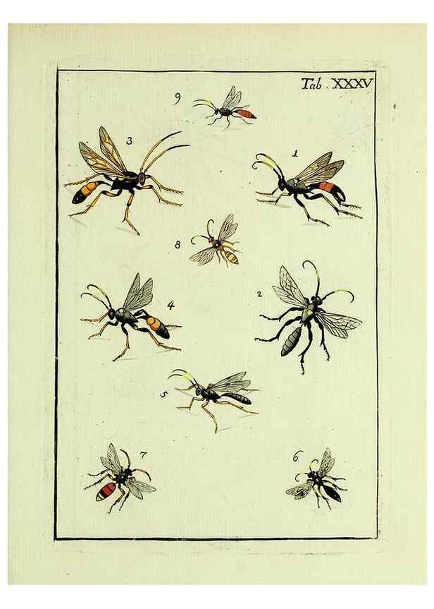 Reproducción/Reproduction 37586871732: Naturgeschichte, Klassification und Nomenclatur der Insekten vom Bienen, Wespen und Ameisengeschlecht :. Frankfurt am Main :in der Hermannischen Buchhandlung,1791.. 