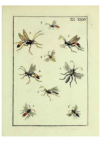 Reproducción/Reproduction 37586871732: Naturgeschichte, Klassification und Nomenclatur der Insekten vom Bienen, Wespen und Ameisengeschlecht :. Frankfurt am Main :in der Hermannischen Buchhandlung,1791.. 