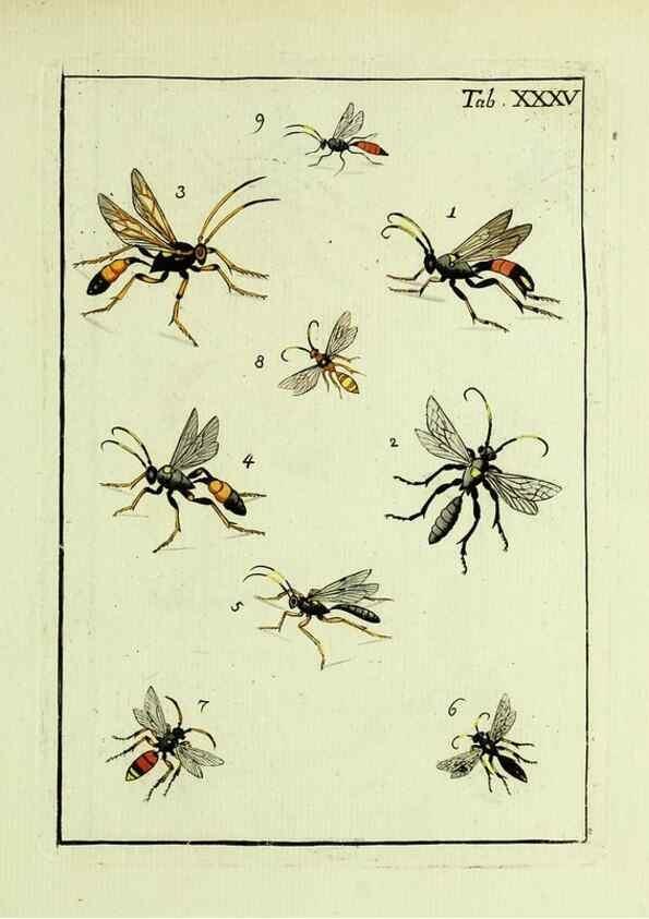 Reproducción/Reproduction 37586871732: Naturgeschichte, Klassification und Nomenclatur der Insekten vom Bienen, Wespen und Ameisengeschlecht :. Frankfurt am Main :in der Hermannischen Buchhandlung,1791.. 