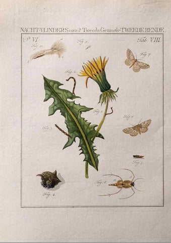 Reproducción/Reproduction 37623427091: Beschouwing der wonderen Gods :. Amsterdam :J.C. Sepp,[1762-1860]. 