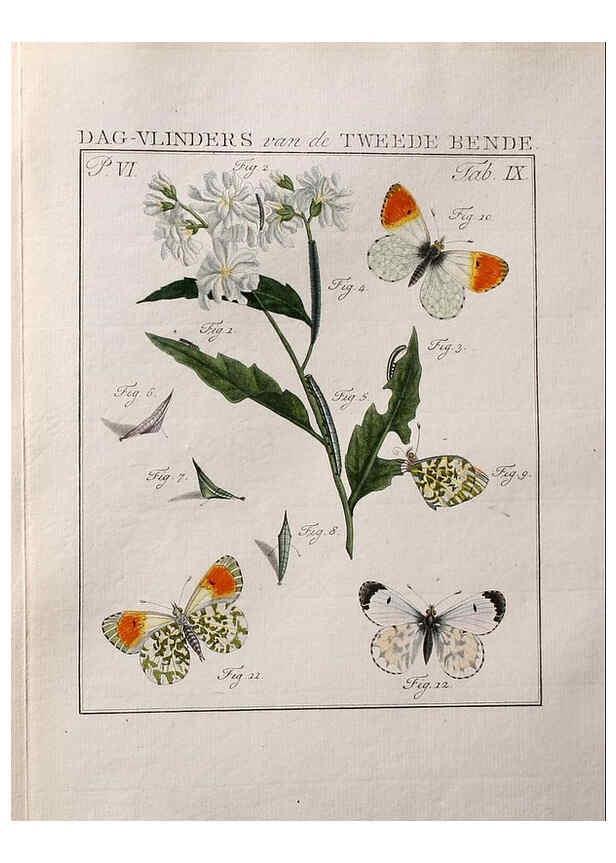 Reproducción/Reproduction 37574684436: Beschouwing der wonderen Gods :. Amsterdam :J.C. Sepp,[1762-1860]. 