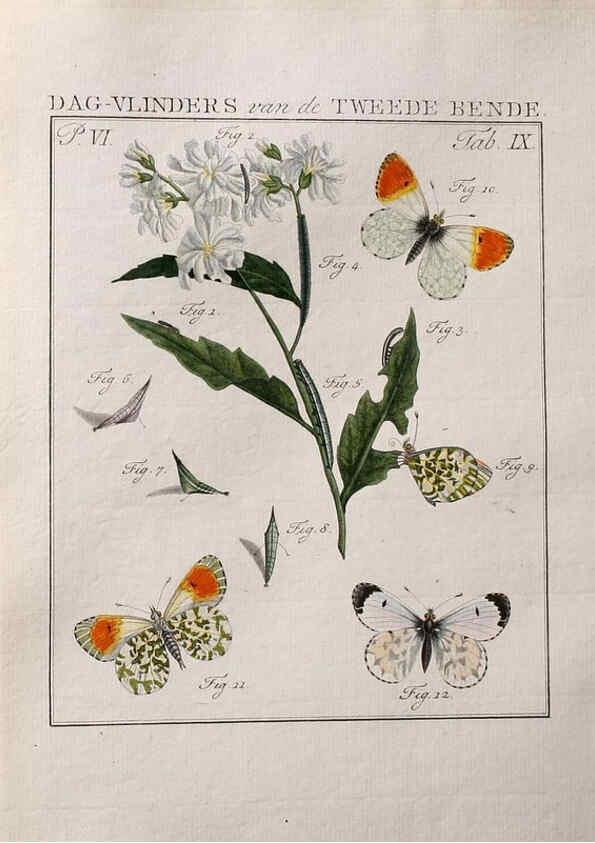 Reproducción/Reproduction 37574684436: Beschouwing der wonderen Gods :. Amsterdam :J.C. Sepp,[1762-1860]. 