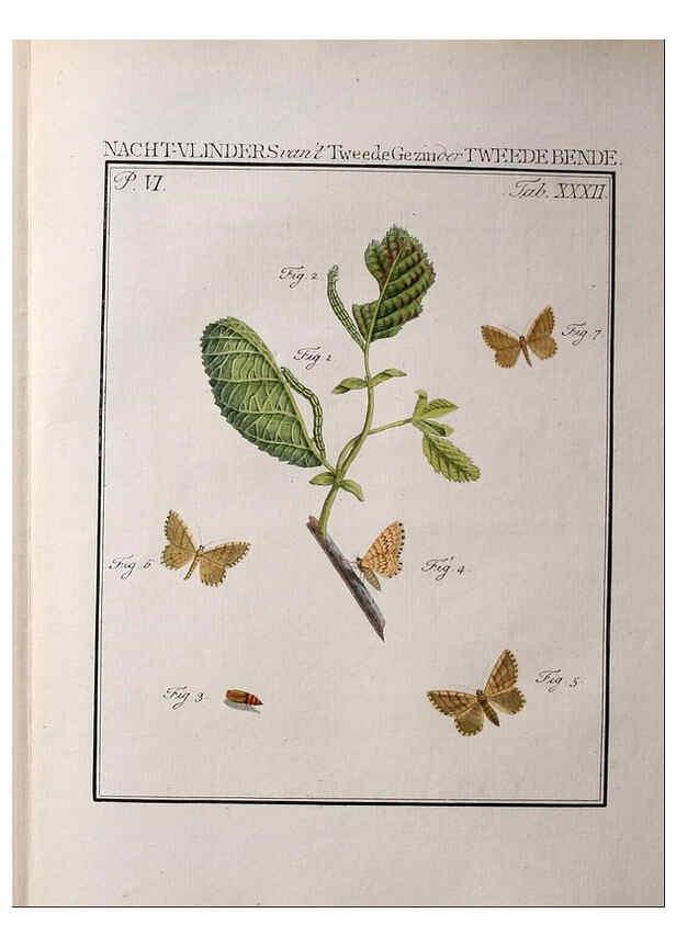Reproducción/Reproduction 37623459291: Beschouwing der wonderen Gods :. Amsterdam :J.C. Sepp,[1762-1860]. 