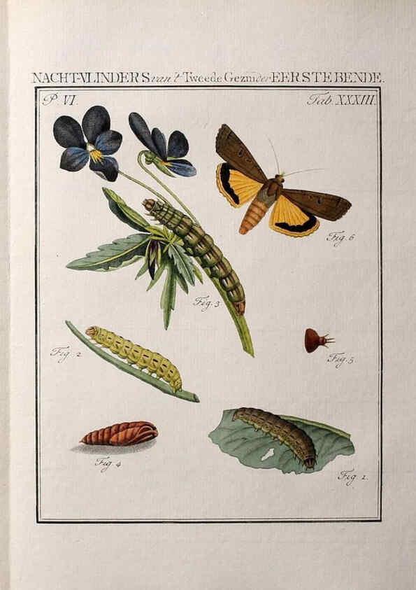 Reproducción/Reproduction 37574715896: Beschouwing der wonderen Gods :. Amsterdam :J.C. Sepp,[1762-1860]. 