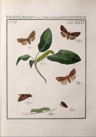 Reproducción/Reproduction 37574720506: Beschouwing der wonderen Gods :. Amsterdam :J.C. Sepp,[1762-1860]. 