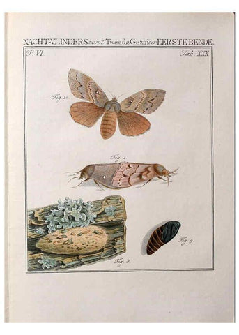 Reproducción/Reproduction 37574712686: Beschouwing der wonderen Gods :. Amsterdam :J.C. Sepp,[1762-1860]. 