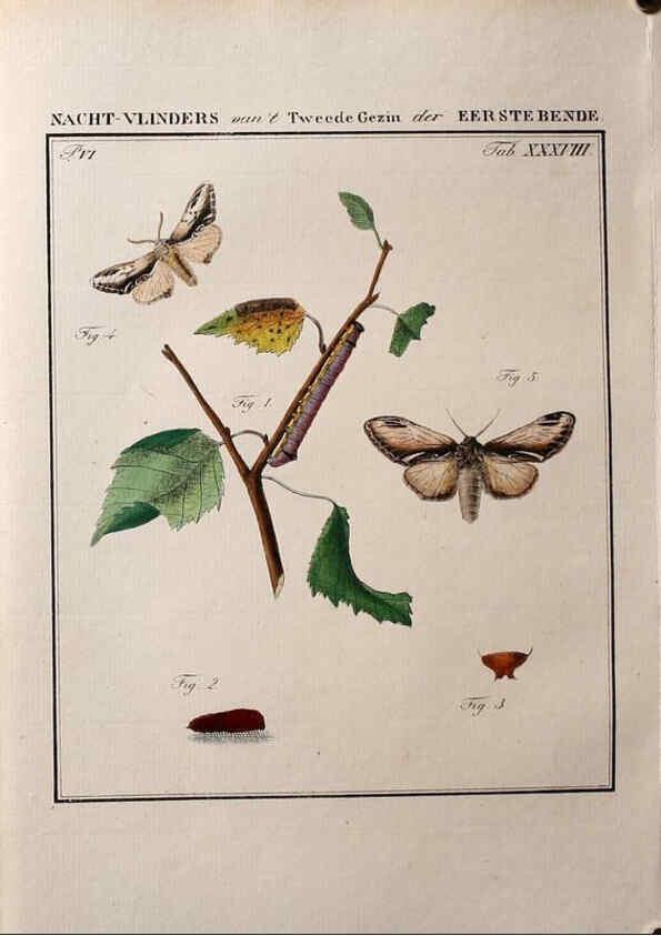 Reproducción/Reproduction 36912796984: Beschouwing der wonderen Gods :. Amsterdam :J.C. Sepp,[1762-1860]. 