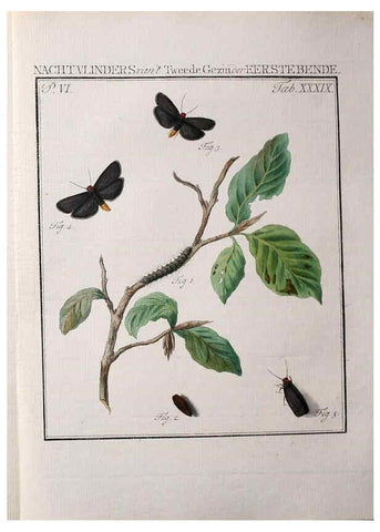 Reproducción/Reproduction 36912798984: Beschouwing der wonderen Gods :. Amsterdam :J.C. Sepp,[1762-1860]. 