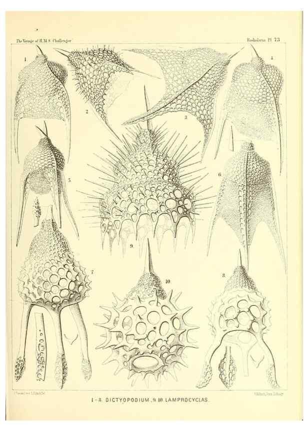 Reproducción/Reproduction 36283726463: Report on the scientific results of the voyage of H.M.S. Challenger during the years 1873-76 under the command of Captain George S. Nares .... Edinburgh :Neill,1880-1895.